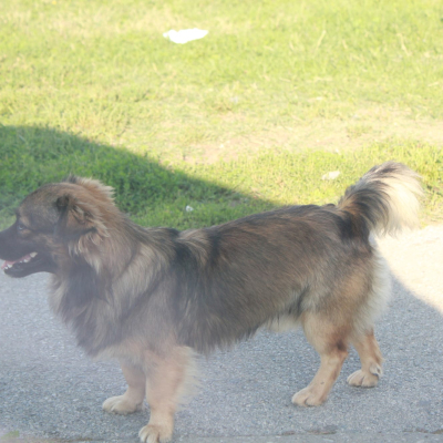 Gralis Bild