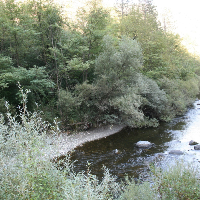 Gralis Bild