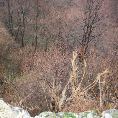 Gralis Bild