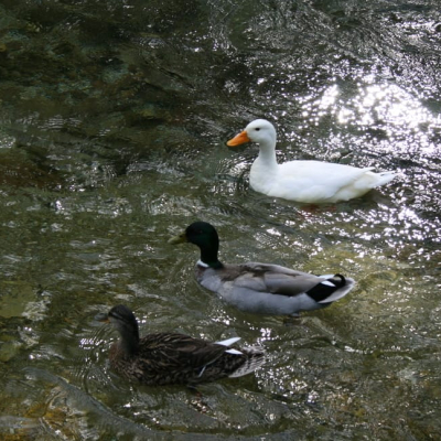 Gralis Bild