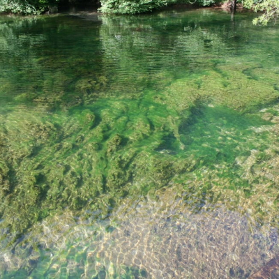 Gralis Bild