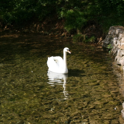 Gralis Bild