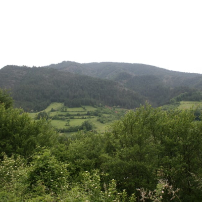 Gralis Bild