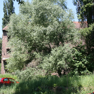 Gralis Bild