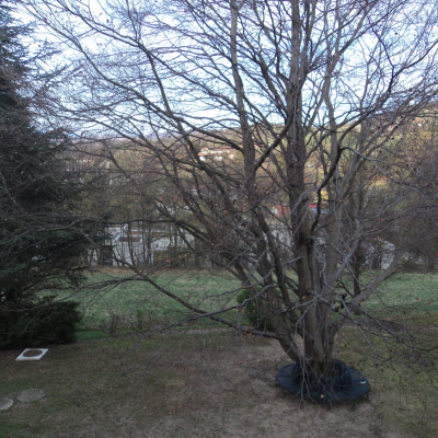 Gralis Bild