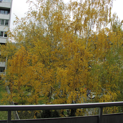Gralis Bild