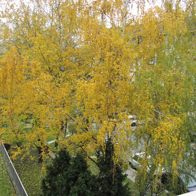 Gralis Bild