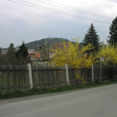 Gralis Bild
