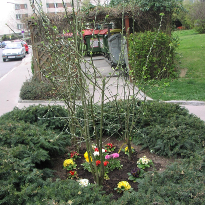 Gralis Bild
