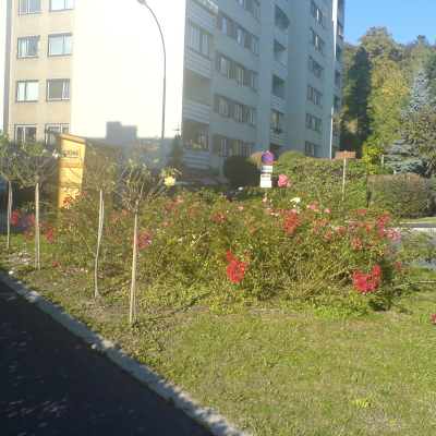 Gralis Bild