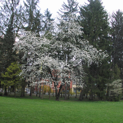 Gralis Bild