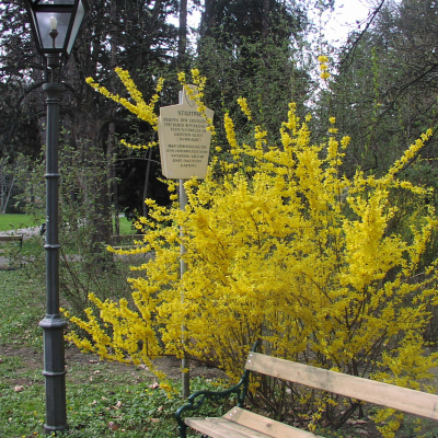 Gralis Bild