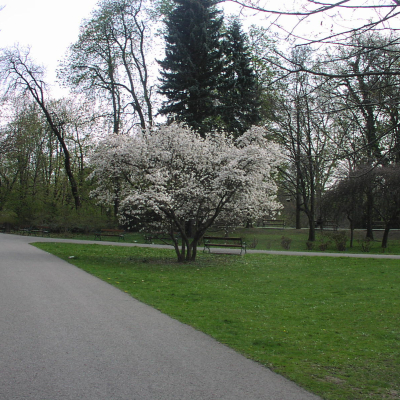 Gralis Bild