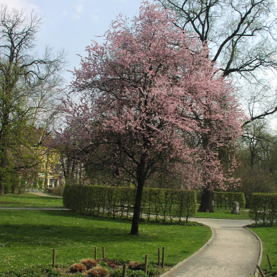 Gralis Bild