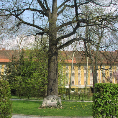 Gralis Bild