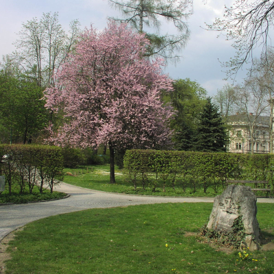 Gralis Bild