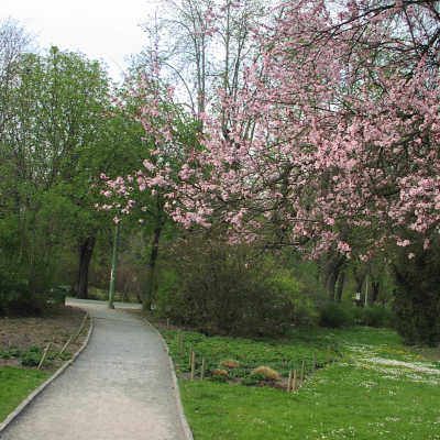 Gralis Bild