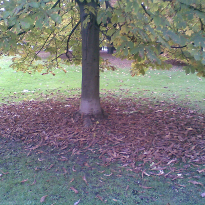 Gralis Bild