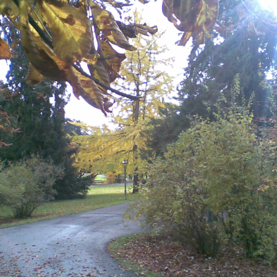 Gralis Bild