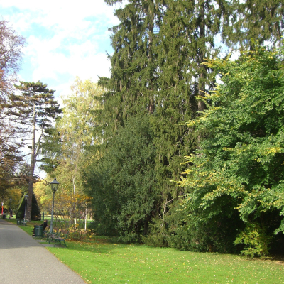 Gralis Bild