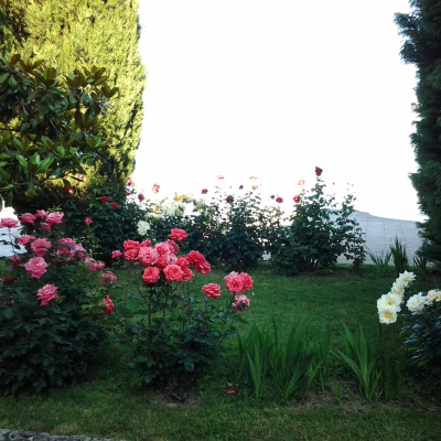 Gralis Bild
